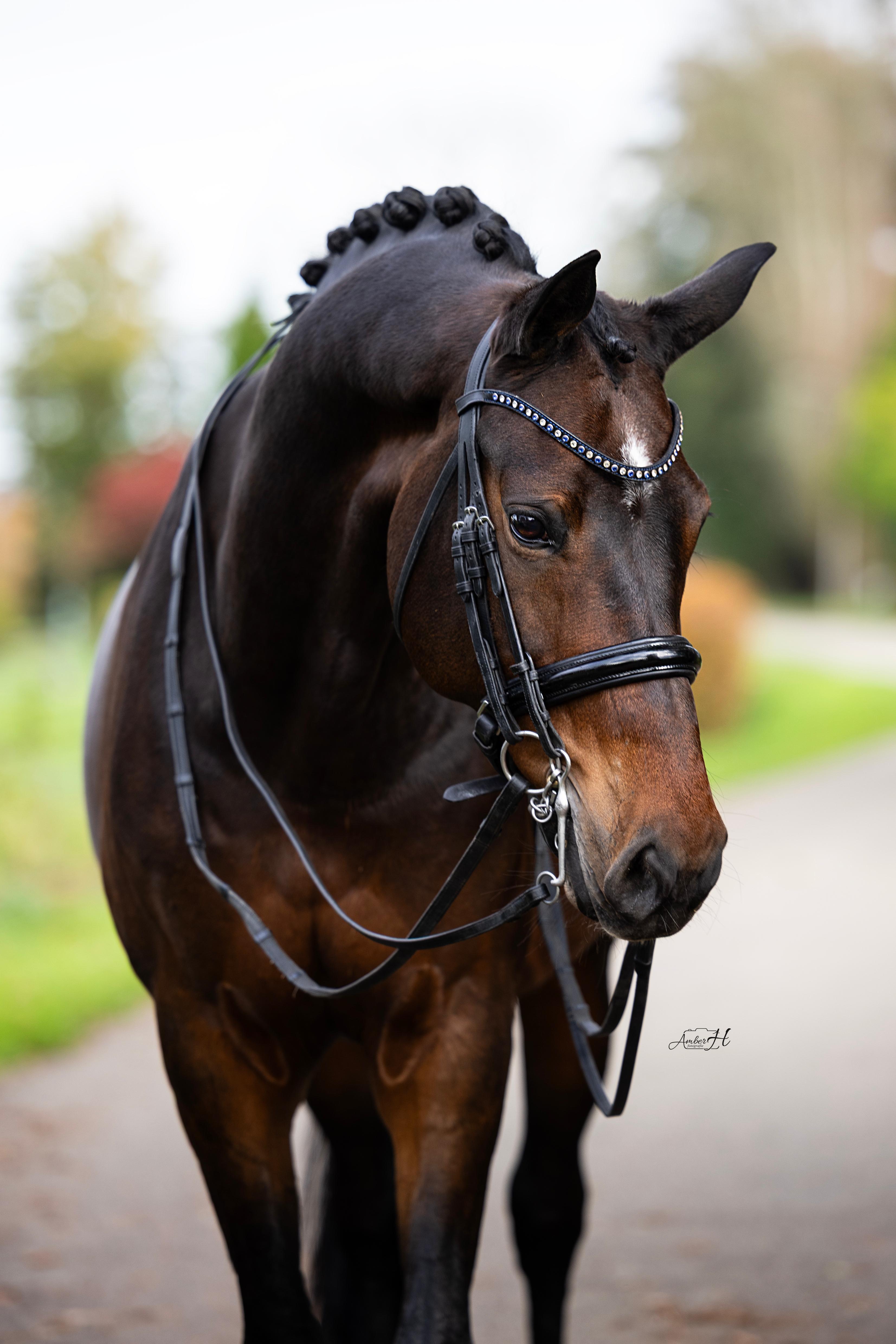 Jongsma Sport Horses - Famke Jongsma