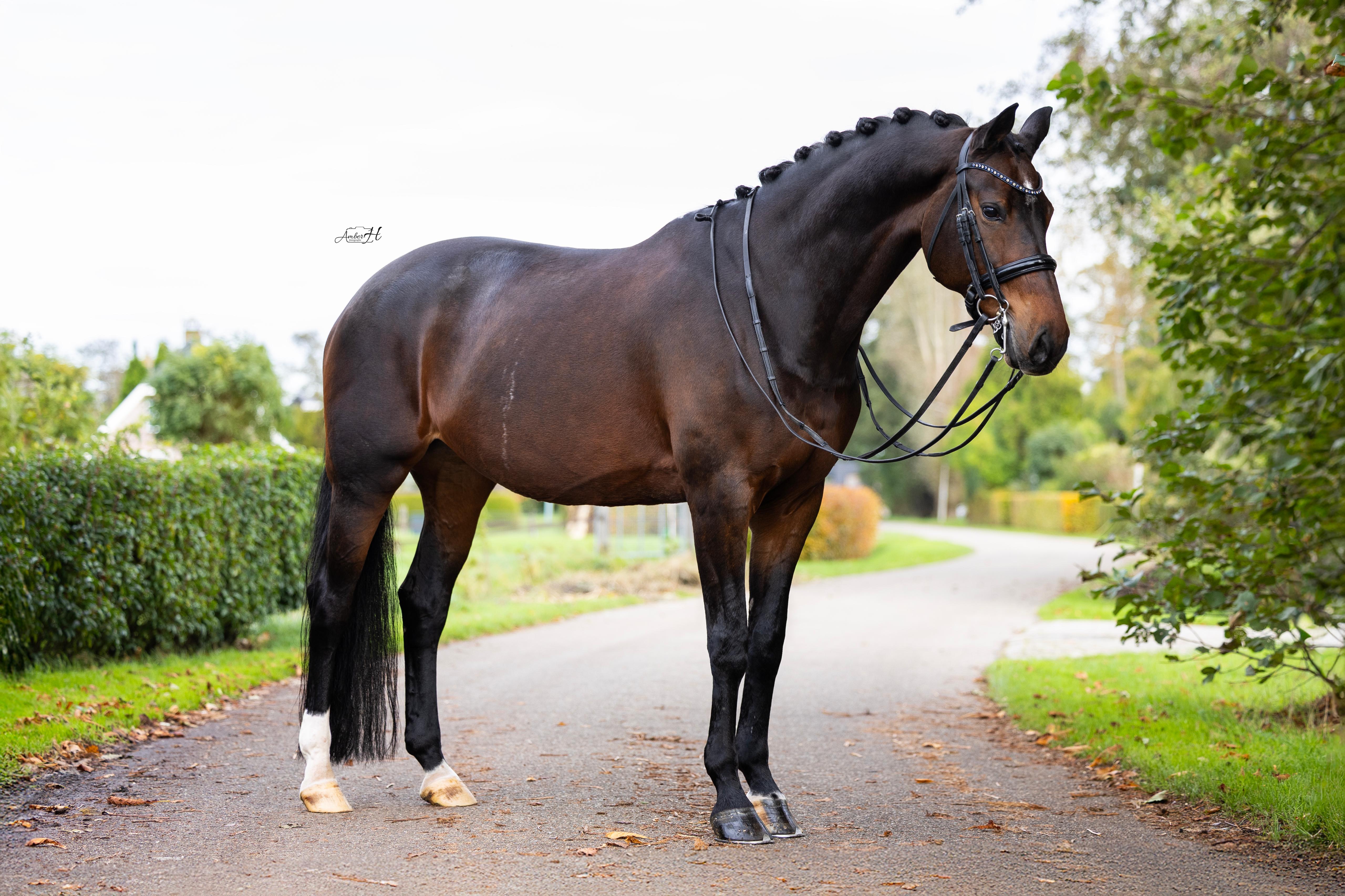 Jongsma Sport Horses - Paardenverkoop